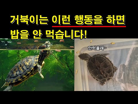 [#거북이씨​]  거북이에게 이렇게 하면 사료를 안 먹게 됩니다. 조심해 주세요!
