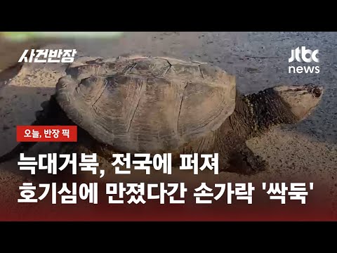 최상위 포식자 늑대거북 발견…호기심에 건드렸다간 손가락 '싹둑' / JTBC 사건반장