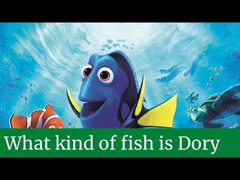 What kind of fish is Dory || What kind of fish is dory on nemo | What kind of fish is dory from nemo