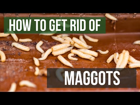 How to Get Rid of Maggots (4 Easy Steps)