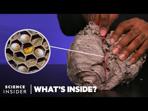 What's Inside A Wasp's Nest | What's Inside?